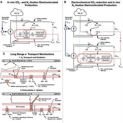 Thermodynamic Constraints on Electromicrobial Protein Production